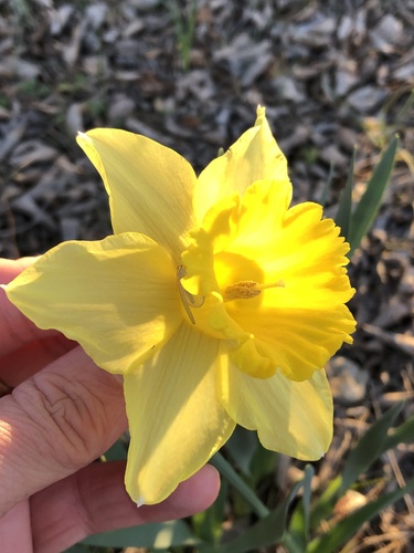 Narcissus pseudonarcissus