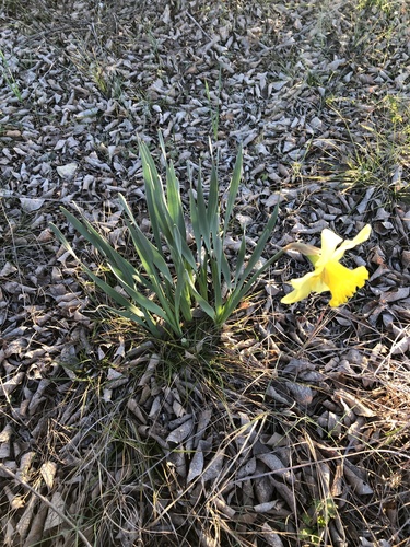 Narcissus pseudonarcissus