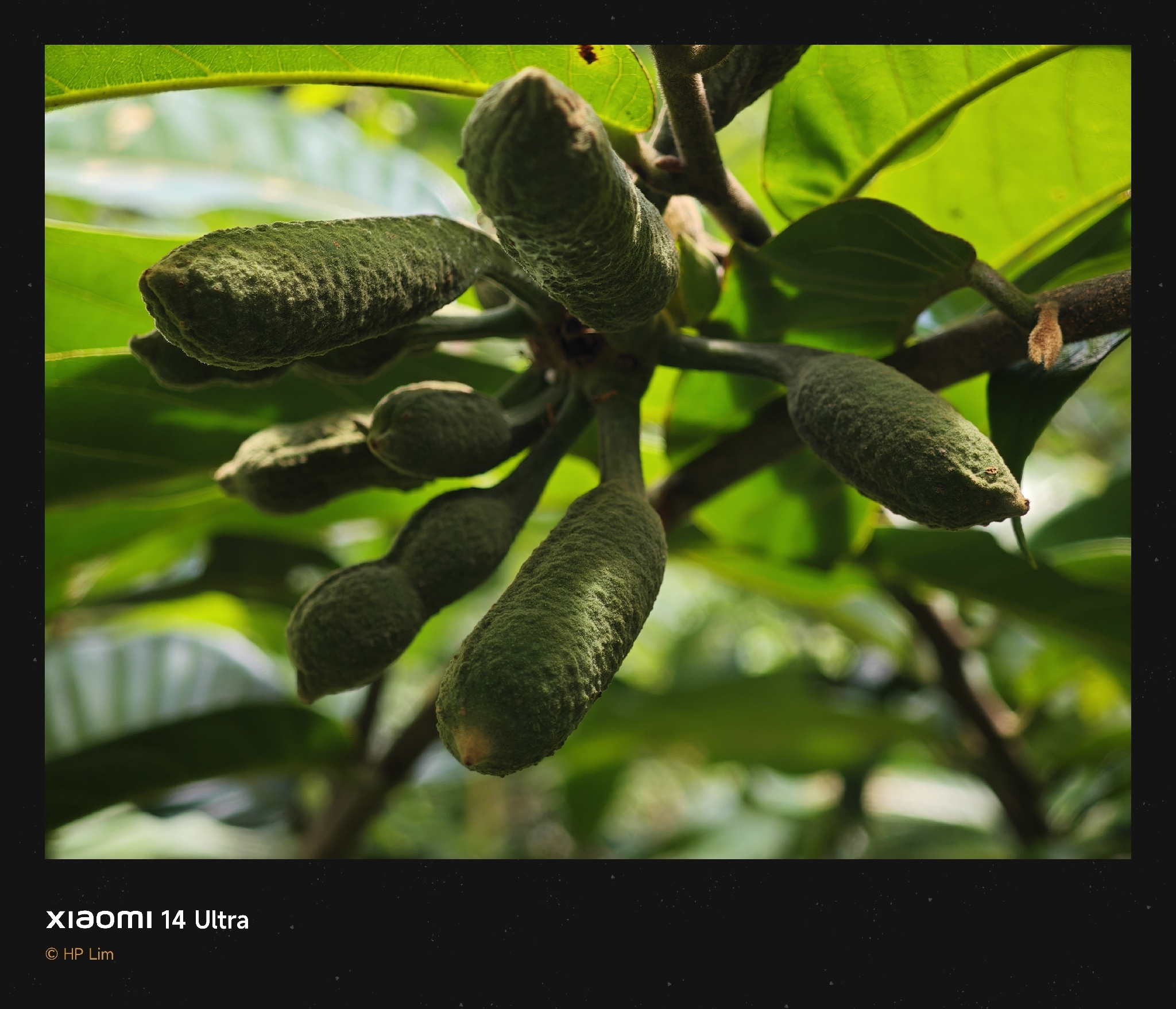 Imagem de Uvaria grandiflora