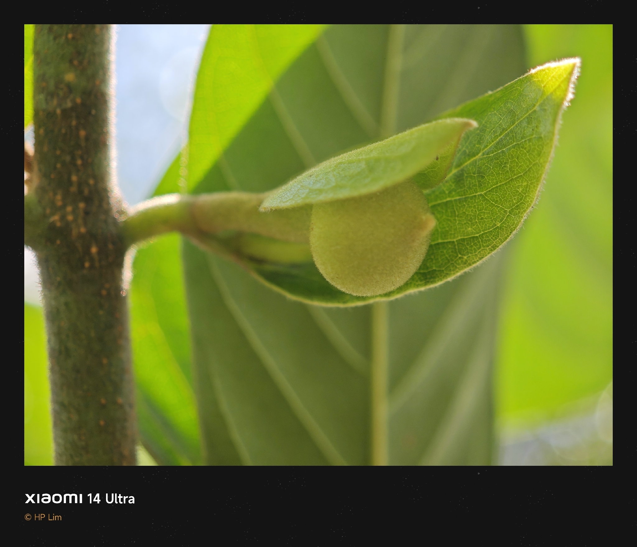 Imagem de Uvaria grandiflora