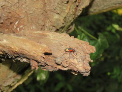 Dysdercus albofasciatus