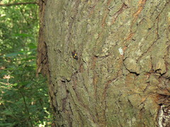Dysdercus albofasciatus