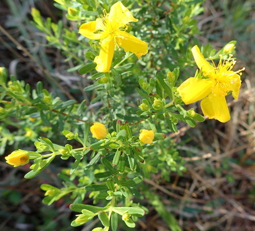 Flatwoods St. Johnswort (Hypericum microsepalum)