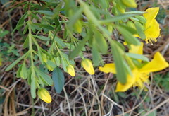 Hypericum microsepalum