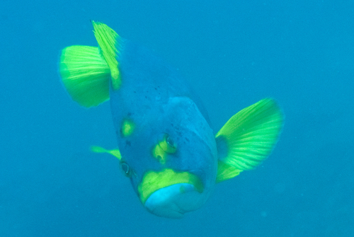 Blue and yellow grouper (Epinephelus flavocaeruleus) — Serranidae — 5