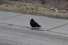 Corvus brachyrhynchos