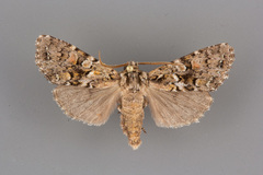 Mimobarathra antonito