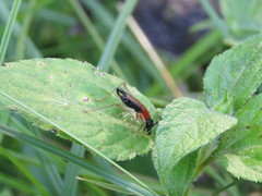 Cranistus colliurides
