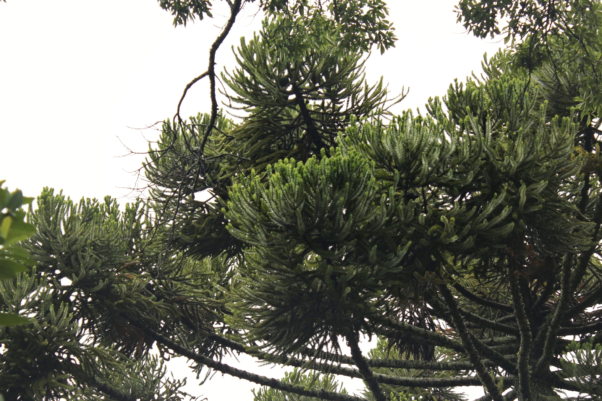 Araucaria angustifolia
