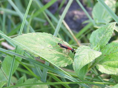 Cranistus colliurides