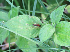 Cranistus colliurides