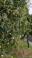 Syzygium glaucum
