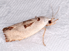Tymbophora peltastis