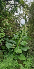 Cardiocrinum giganteum