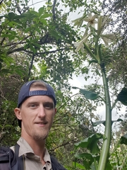 Cardiocrinum giganteum
