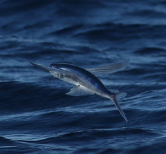 Cheilopogon melanurus