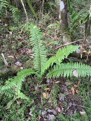 Nephrolepis hirsutula