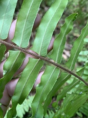 Nephrolepis hirsutula