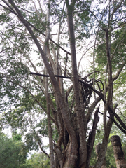 Havardia albicans