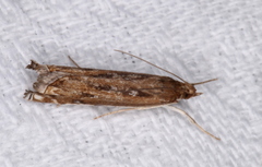 Anaclastis apicistrigellus