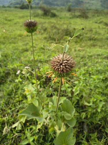 lion's ear