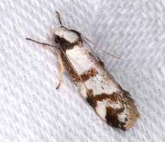 Palimmeces variegata