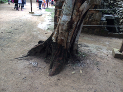 Havardia albicans