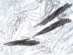 Geoglossum brunneipes