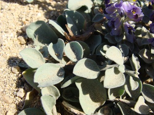 Image of Polygala xanti by (c) Alexis López Hernández, some rights reserved (CC BY)