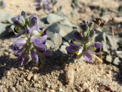 Image of Polygala xanti by (c) Alexis López Hernández, some rights reserved (CC BY)