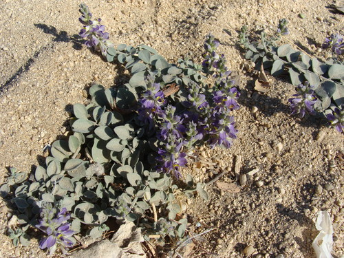 Image of Xantus Milkwort (Polygala xanti) by (c) Alexis López Hernández, some rights reserved (CC BY)