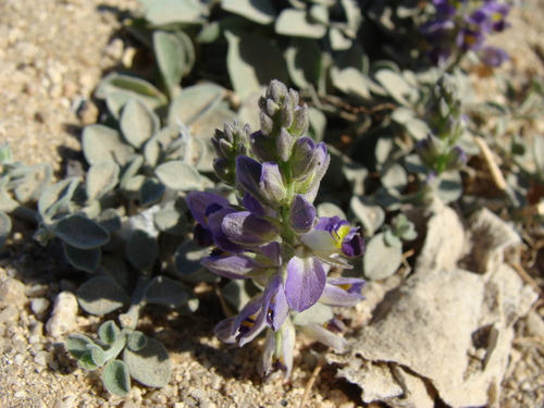 Image of Polygala xanti by (c) Alexis López Hernández, some rights reserved (CC BY)
