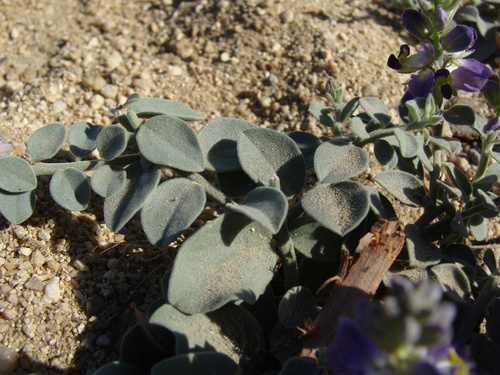 Image of Polygala xanti by (c) Alexis López Hernández, some rights reserved (CC BY)