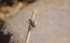 Chetogena parvipalpis