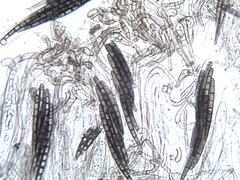 Geoglossum brunneipes