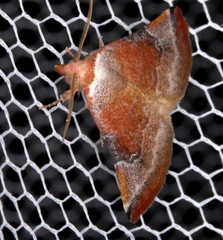 Mataeomera coccophaga