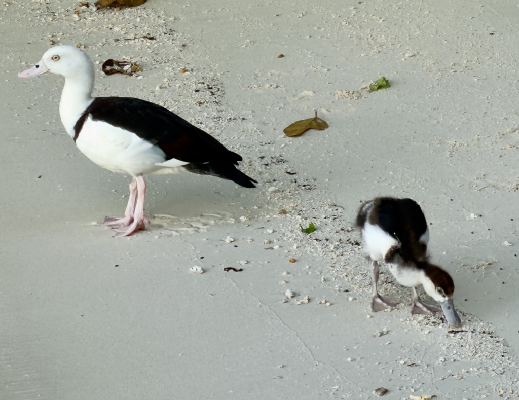 Radjah Shelduck (Radjah radjah)