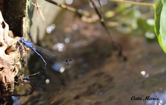 Argia extranea