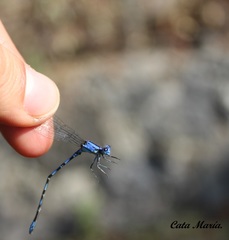 Argia extranea