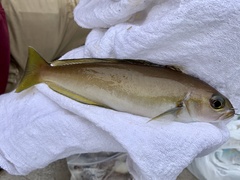 Caulolatilus princeps