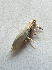 Argyresthia flexilis
