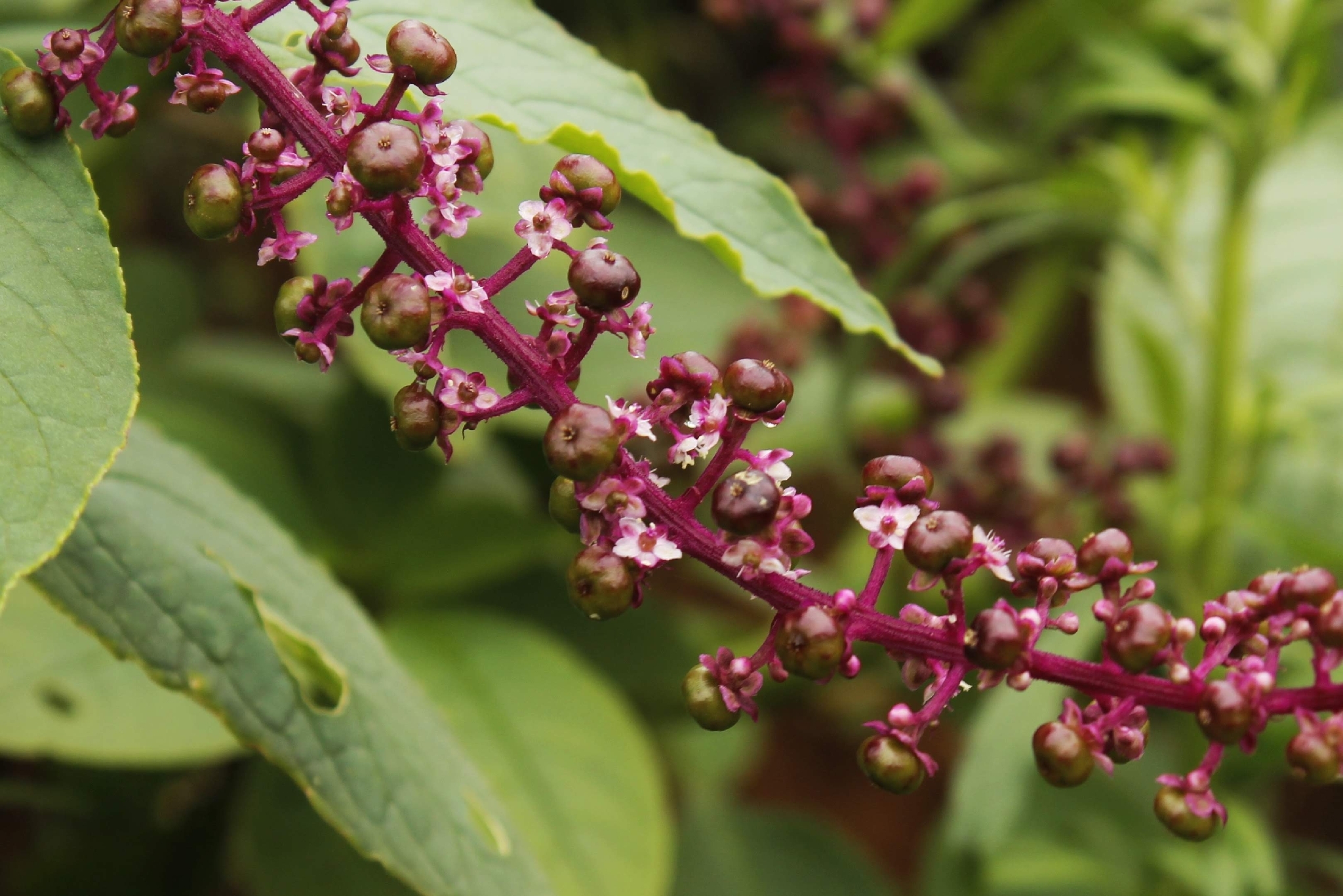 Brazilian Pokeweed (Phytolacca thyrsiflora)