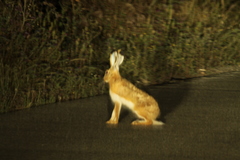 Lepus granatensis
