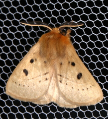 Anthela ocellata