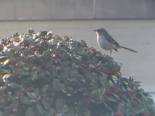 Northern Mockingbird