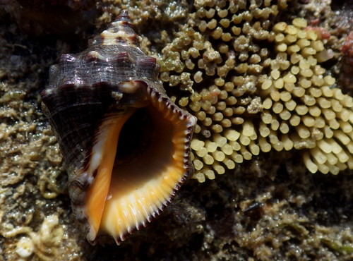 Stramonita biserialis