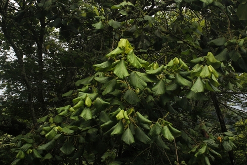 Alchornea glandulosa (Alchornea glandulosa)