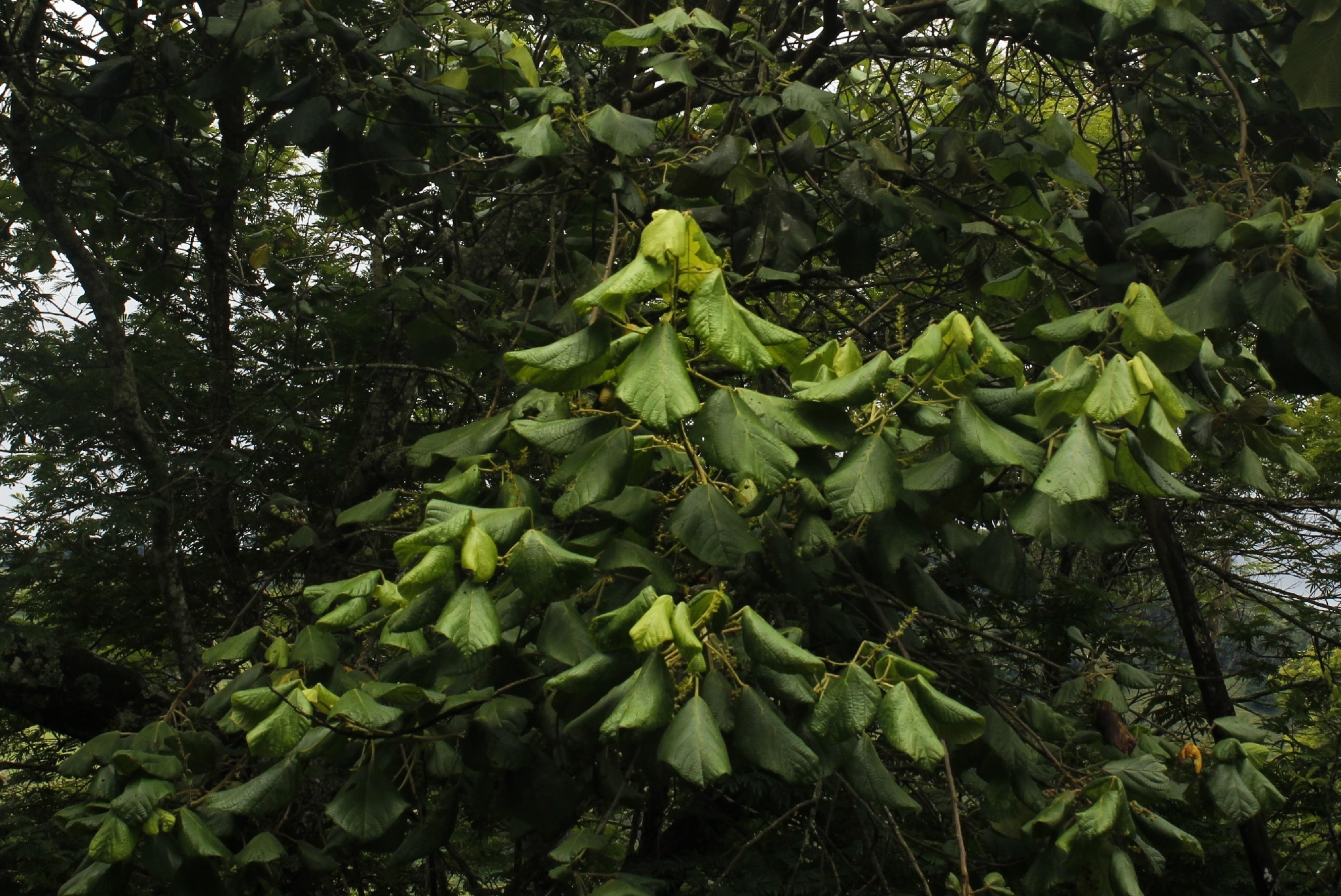 Alchornea Glandulosa (Alchornea glandulosa)