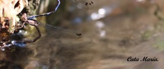 Argia extranea