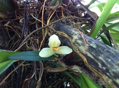Maxillaria hedwigiae